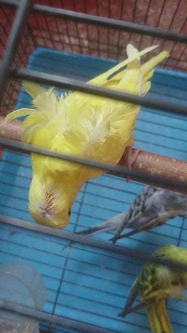 doberman balasi satilir: Yanaqsiz karellalar və yaponi̇clər satişdadi
yaponiclər cüt 80 azn — 7