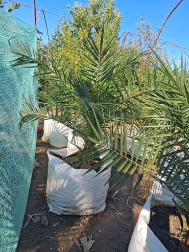 sultan daragi gülü: Məhsul: Xurma palması (Phoenix dactylifera) fidanları Təsvir: - — 2