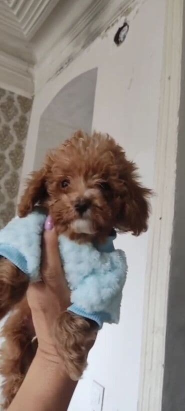 toy budel: Pudel, 3 ay, Erkek, Peyvəndli, Ünvandan götürmə — 20