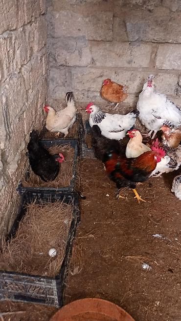 Akvariumlar: Toyuq, Yumurtalıq, Ünvandan götürmə — 4