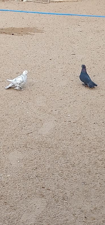 Ev göyərçinləri – 2 ədəd - Növ: ev göyərçini (şəkildə 1 ağ-boz