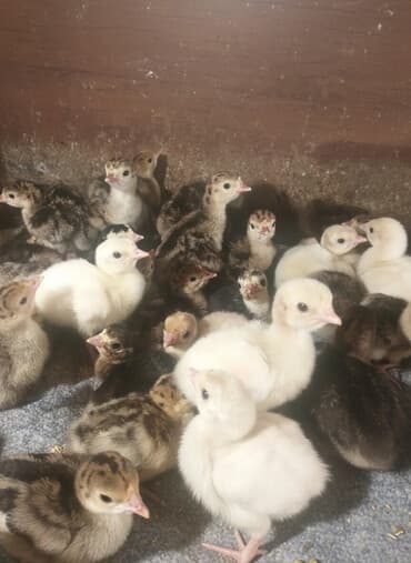 en cox yumurta veren toyuqlar: Hinduşka cücələri, Damazlıq, Ödənişli çatdırılma — 1