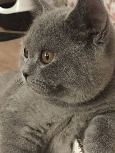 it adları erkek: Britan — 1