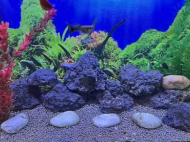 akvaryum aksesuarları: Akvaryum üçün dekorativ lava daşları şekilde gördüyünüz ki çox gözel — 2