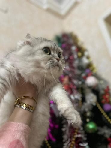 Digər heyvanlar: Şotland yastı qulaq, Dişi — 2