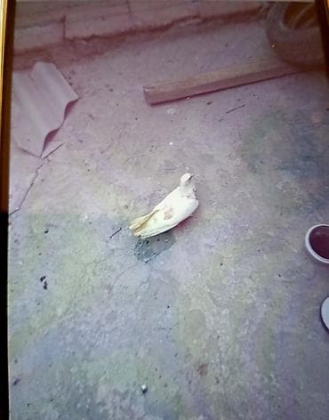 bildirçin yuvası: Əlaqə nömrəsi 55 766 87 55 bu nömrenin vacapına zəng edin Damazlıq — 1