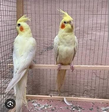Nimfa tutuquşuları (cockatiel) – açıq sarı/albino rəngli, yanaqlarda lalafo.az -da Nimfa tutuquşuları (cockatiel) – açıq sarı/albino rəngli, yanaqlarda