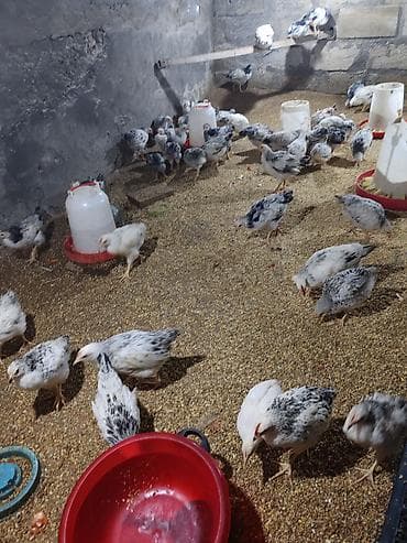 yumurtalik toyuqlar: Təcili Satılır Serebris F6 colpaları 125 ədəd Colpa irili xırdalı 2 ay — 7