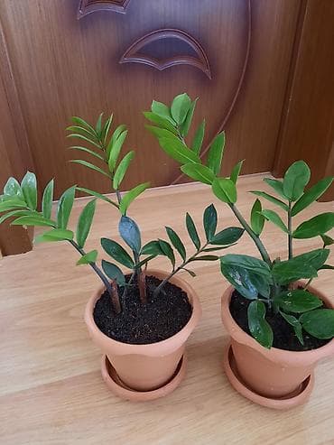 jasmin ağacı: Zamiokulkas gülü (dollar gülü) — 1