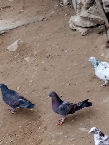 Gəmiricilər: Məhsul: Ev göyərçinləri (bir neçə fərqli rəng və naxışda) Təsvir: - — 4