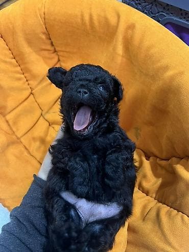 it satisi balaca: Pudel, 1 ay — 4