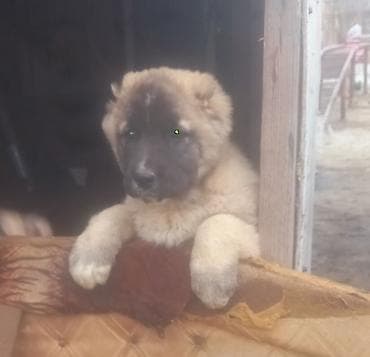 itler ucun bit dermani: Qurdbasar, Erkek, Peyvəndli — 4