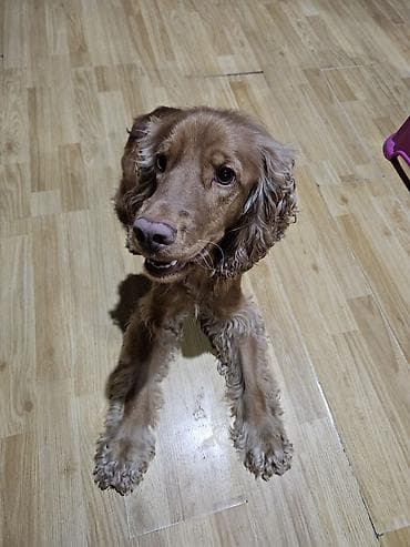 koker spaniel: Koker spaniyel, 2 il, Erkek — 4