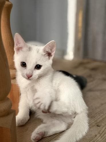 ag pisik: Ağ rəngli gözəl balaca pişik — 2