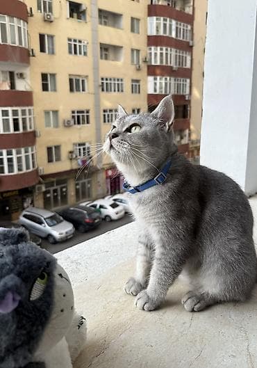 britanski pisik: Britan, Erkək, Yaxşı əllərə, Ünvandan götürmə, Ödənişli çatdırılma — 1