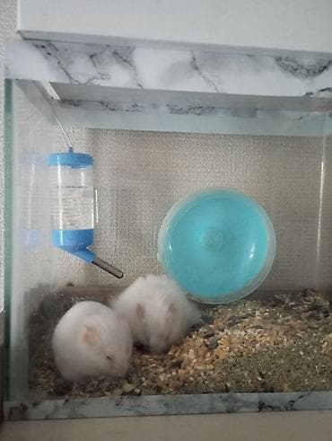 Akvaryum tipli şüşə qəfəsdə iki ağ hamster komplekti. Xüsusiyyətlər — 1