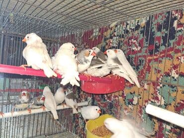 Salam. Amadin zebra 7eded Amadin risovka 6eded Maya bulbul 3eded