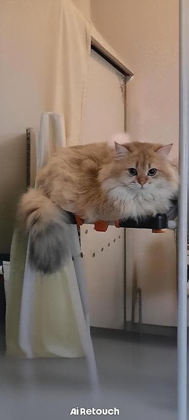 pişik boyunbağı: Şinşilla, Erkək, Cütləşmə üçün — 3