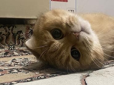 gencede it satisi: Qızıl şinşilla, Erkək, Cütləşmə üçün — 1