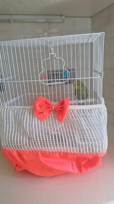 Птицы: Papuqay qəfəs ilə birliktə satılır Təsvir: - Rəng: yaşıl bədən, sarı — 5