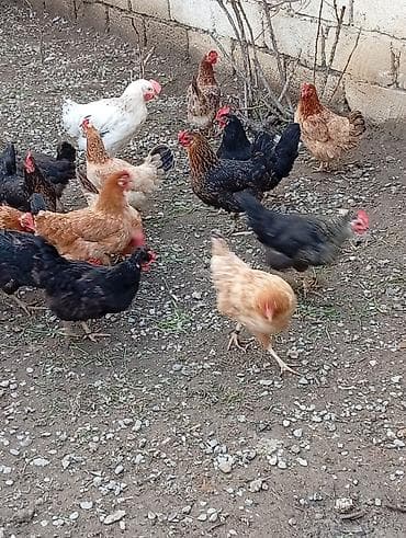 balaca it cinsleri: Məhsul: Yerli toyuqlarıdi gecen ilin fereleridi yumurtuya düşüblər — 4
