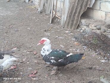 yerli inək cinsləri: Salam Aleykum Cavan ördeklerdi Bu ilin fevral ayında çıxanlardı.öz — 2