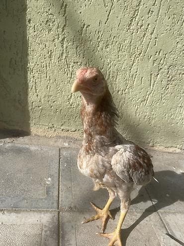 qaz ve ordek: Sentyabr axrıdı kül beçədi. Real alıcılar yazsın atasın anasın — 4