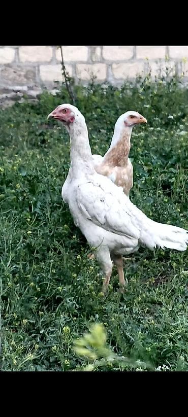 keci satşı: Toyuq, Damazlıq — 1