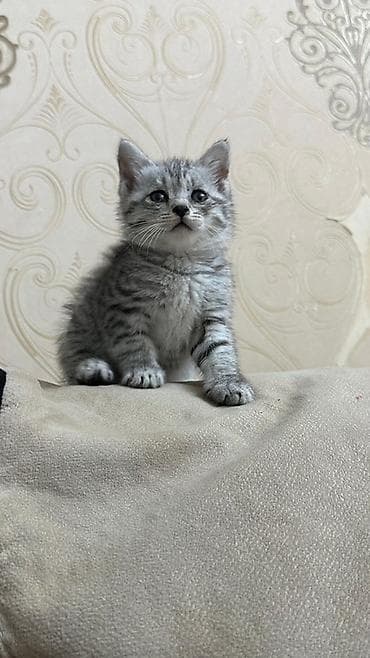 sahibləndirmə: Tabbi, Yaxşı əllərə — 3