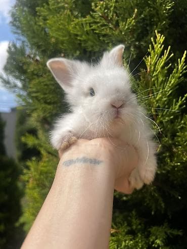 Кролики: 🐰🐰🐰 — 2