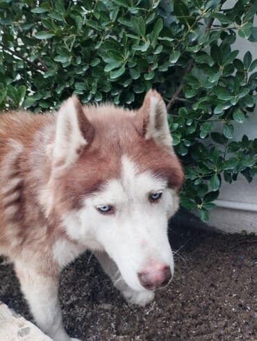 it ve qiz sekilleri: Xaski — 4