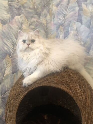 британская шиншилла баку: Шиншилла, Самец, Для вязки, Самовывоз — 5