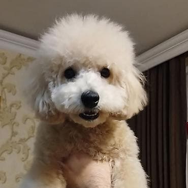 avçarka satılır: Pudel — 1