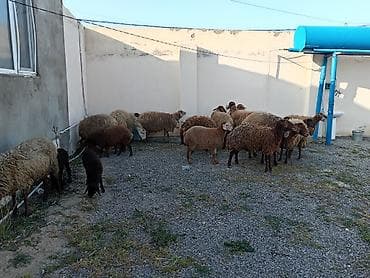 alman qurdu it: Dişi, Qala, il: 1, 50 kq, Damazlıq, Ünvandan götürmə — 2