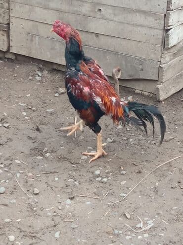 pişik balası satılır: Xoruz 2yaş yarmlxd cidi alc yazae — 1