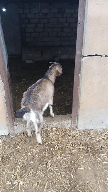 heleb keçisi: 14 eded keci satilir.4 erkek 10 disi.disiler hamsi tekesini — 3