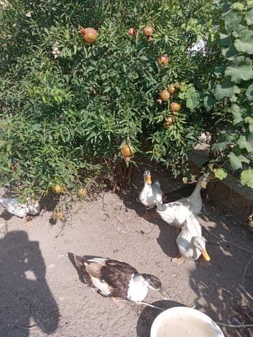 Inəklər, öküzlər: Dişi, Yumurtalıq — 5