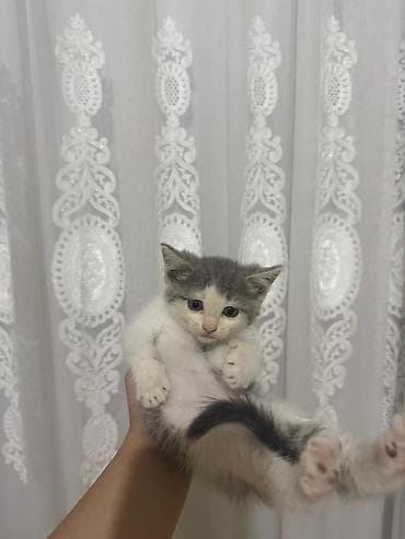 pişik cutləşmə: Yaxşı əllərə — 7