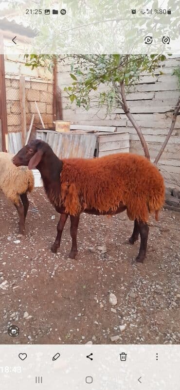 romanov qoyunlari azerbaycanda satisi: Qoc/ - Cins tip: yerli qaragülə oxşar qırmızı-qəhvəyi yunlu, qara baş — 1