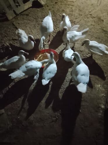 ördək balası və cücə: Ağ rəngli ördək sürüsü - Növ: ağ yerli ördək (ətlik-yumurta — 1