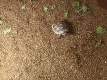 gene ucun derman: Rus tısbağası (Testudo horsfieldii) balaları Qiymət 1-ine daxildirr — 3