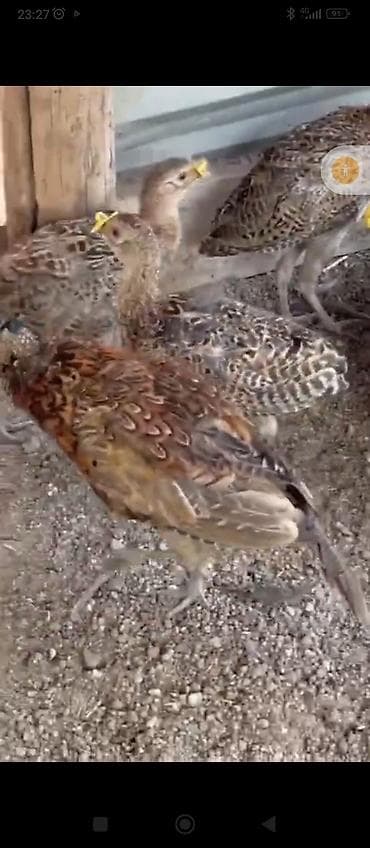 Məhsul: Qırğı (ov quşu) balaları Təsvir: - Şəkillərdə qəfəs — 4