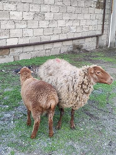 heyvan evi: Birinci qarına doğub Erkey balalı qoyun qoçunu alib - Ana qoyun — 3