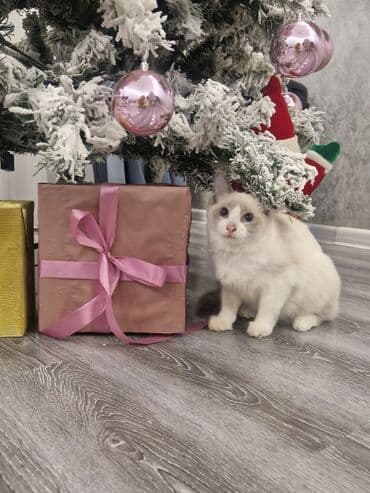 qold pişik: Siam, Erkək, Yaxşı əllərə, Pulsuz çatdırılma, Ödənişli çatdırılma — 5