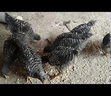 Atlar: Toyuq cücələri, Damazlıq, Ünvandan götürmə, Ödənişli çatdırılma, Rayonlara çatdırılma — 3