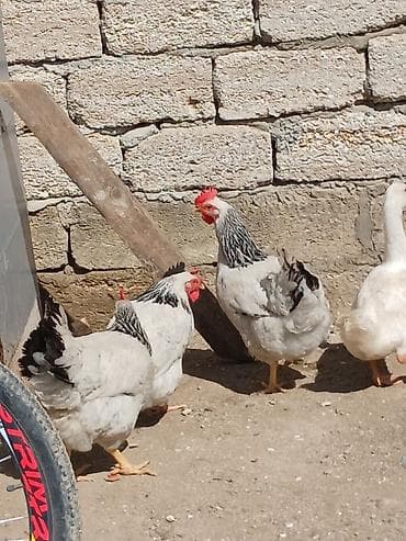 Куры: Курица, Для яиц — 3