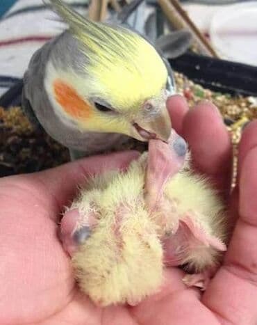 danişan papuqay: Korella Tutuquşuları öz yetişdirdiyim sağlam balalar🦜 — 9