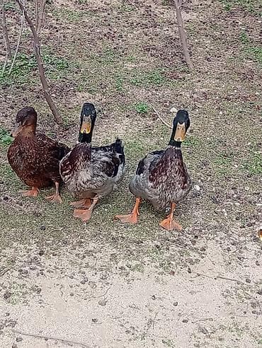 Pişiklər: Erkək, Ətlik — 1