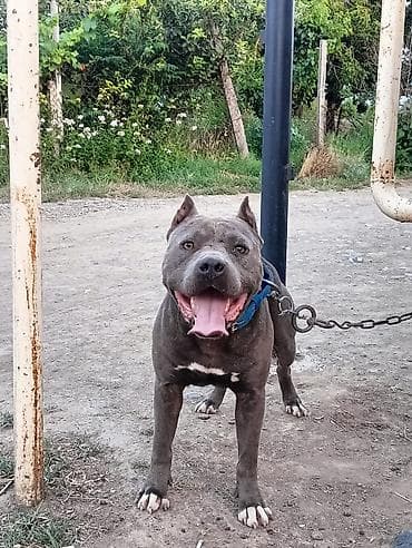 pişik satışı bakı: Pitbul, Erkək, Peyvəndli — 4
