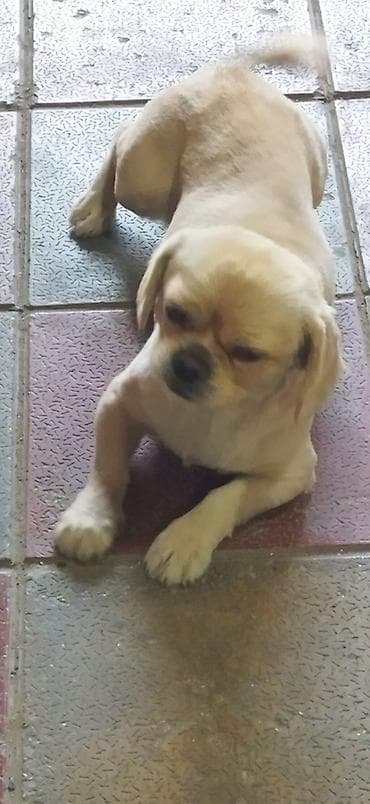 it ucun evler: Pekines, Peyvəndli — 1